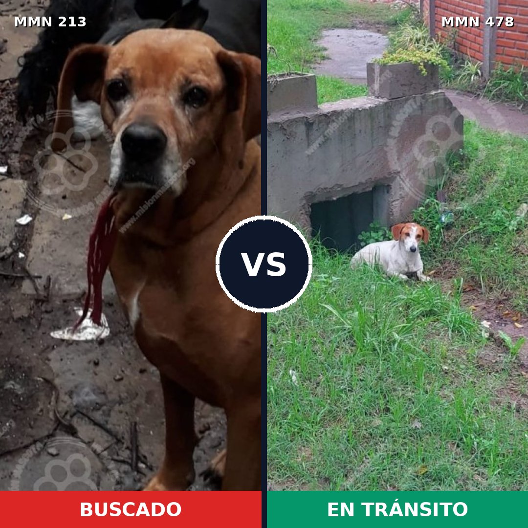 Comparativa MMS 5082: mascota perdida y mascota encontrada, 30% de similitud