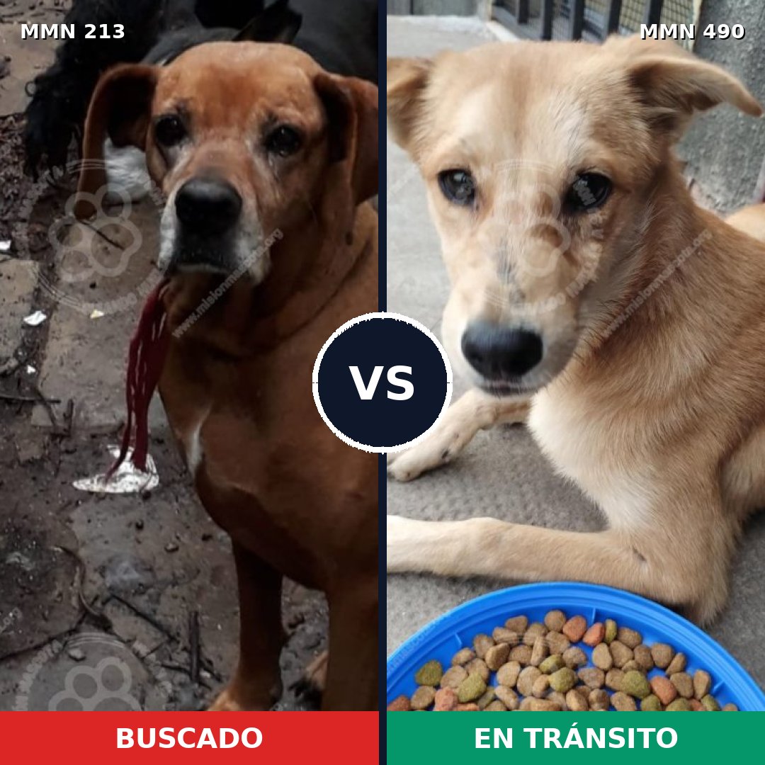 Comparativa MMS 5085: mascota perdida y mascota encontrada, 10% de similitud