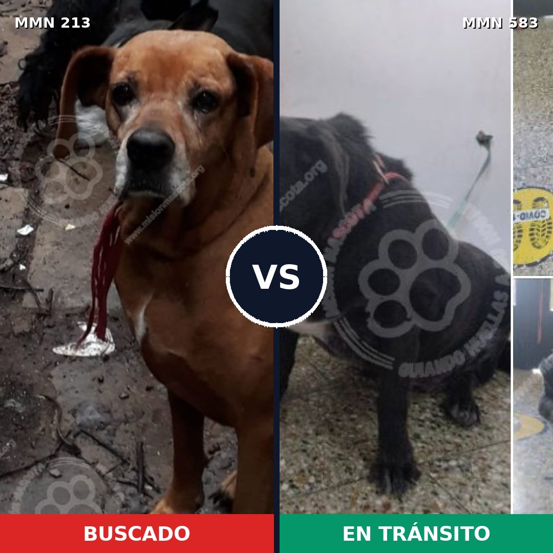 Comparativa MMS 5087: mascota perdida y mascota encontrada, 27% de similitud