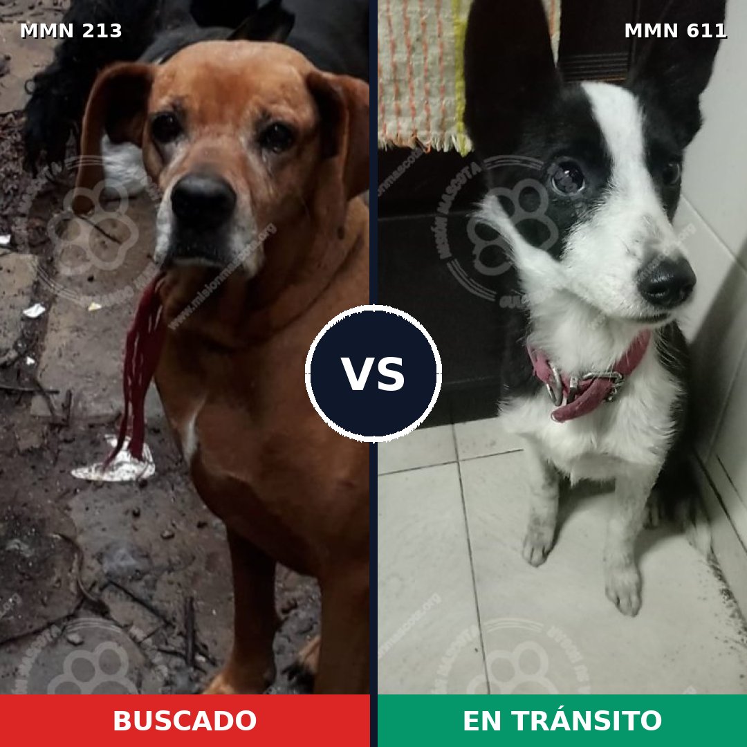 Comparativa MMS 5089: mascota perdida y mascota encontrada, 25% de similitud