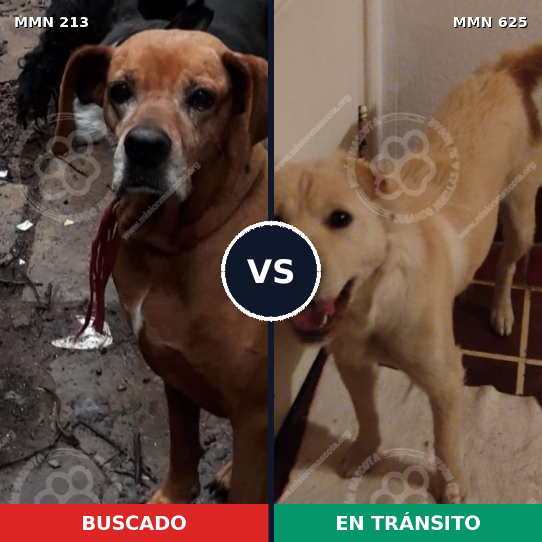 Comparativa MMS 5090: mascota perdida y mascota encontrada, 6% de similitud
