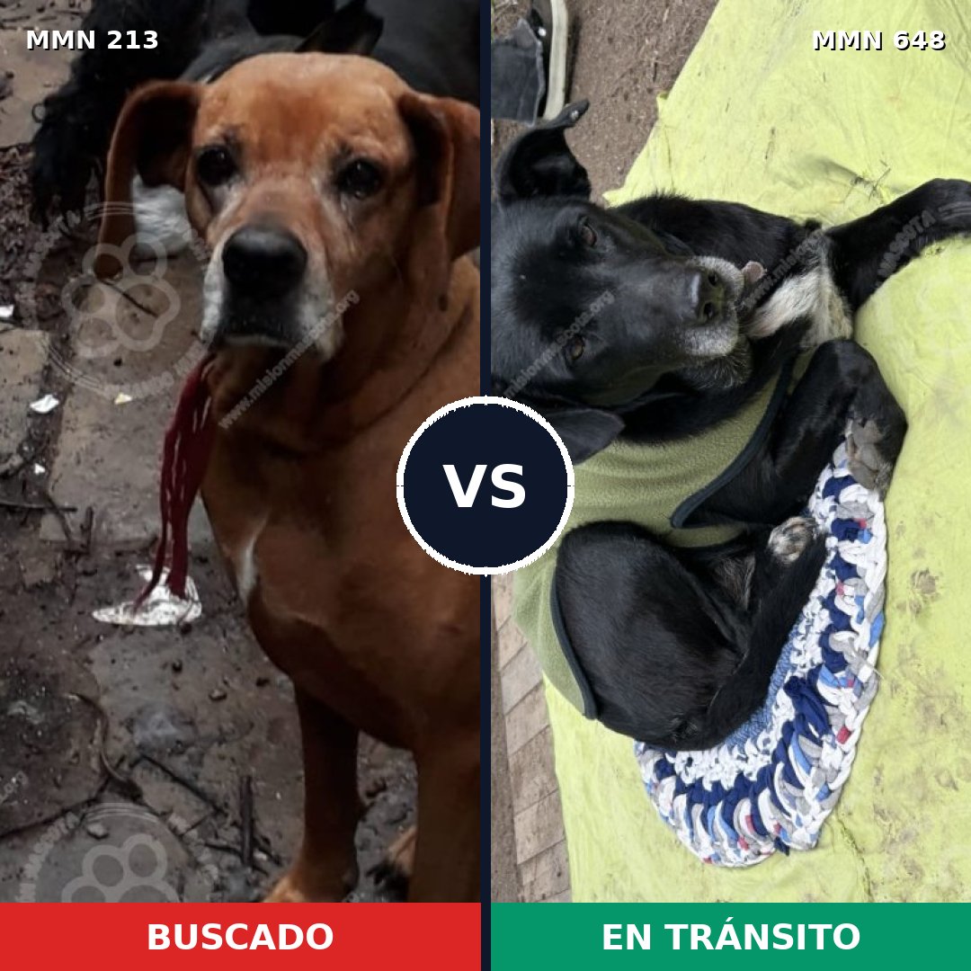 Comparativa MMS 5091: mascota perdida y mascota encontrada, 25% de similitud