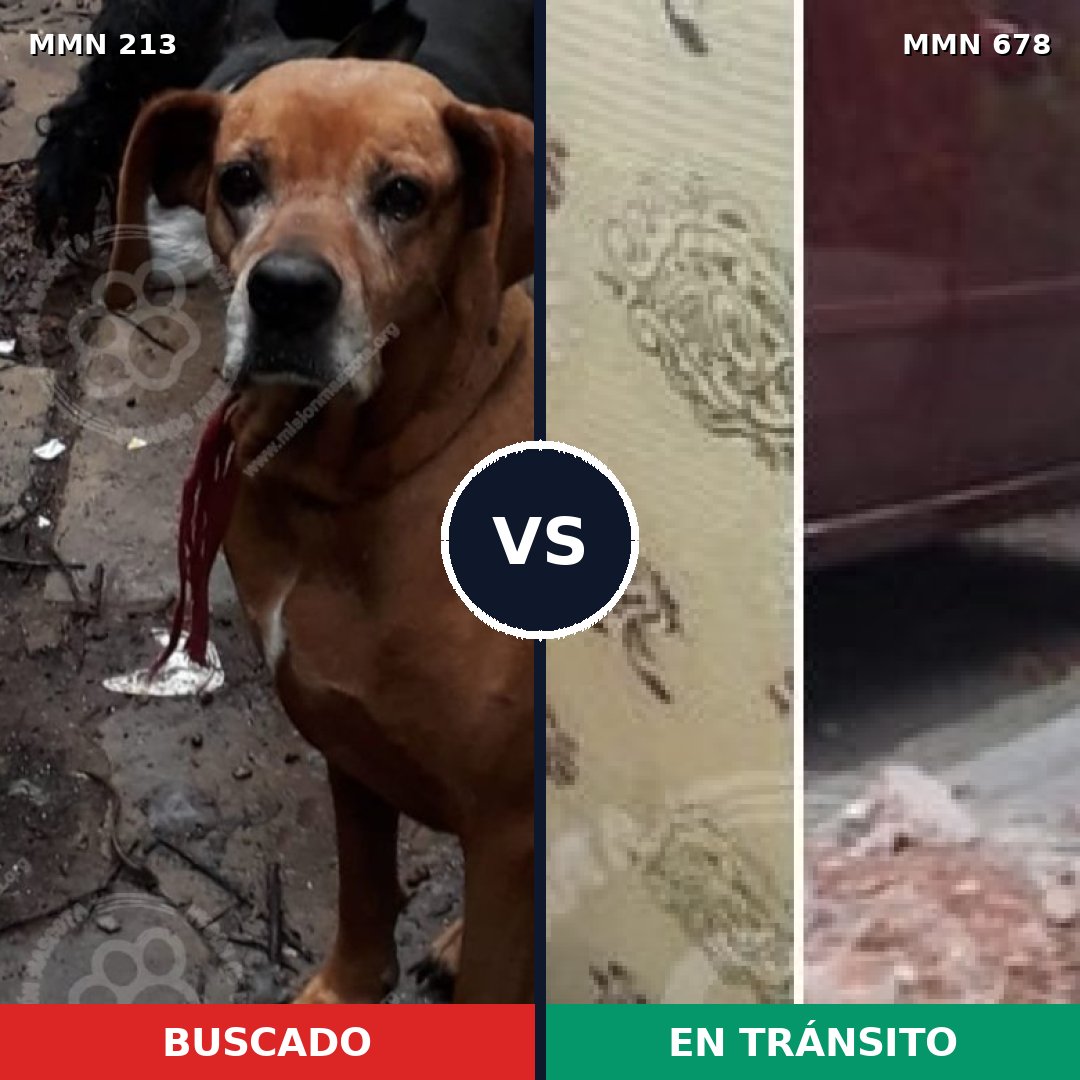 Comparativa MMS 5092: mascota perdida y mascota encontrada, 10% de similitud