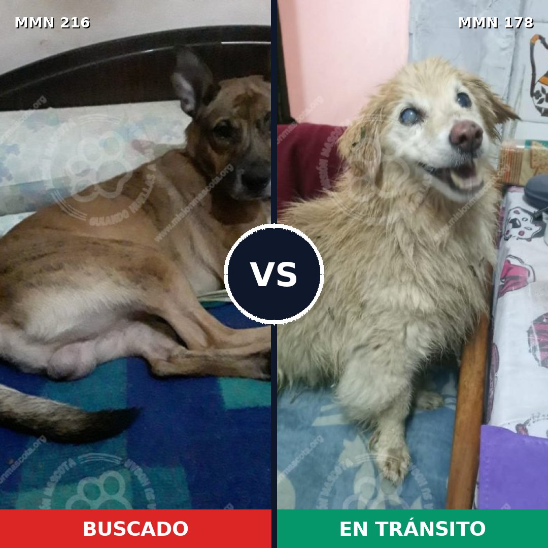 Comparativa MMS 5093: mascota perdida y mascota encontrada, 59% de similitud