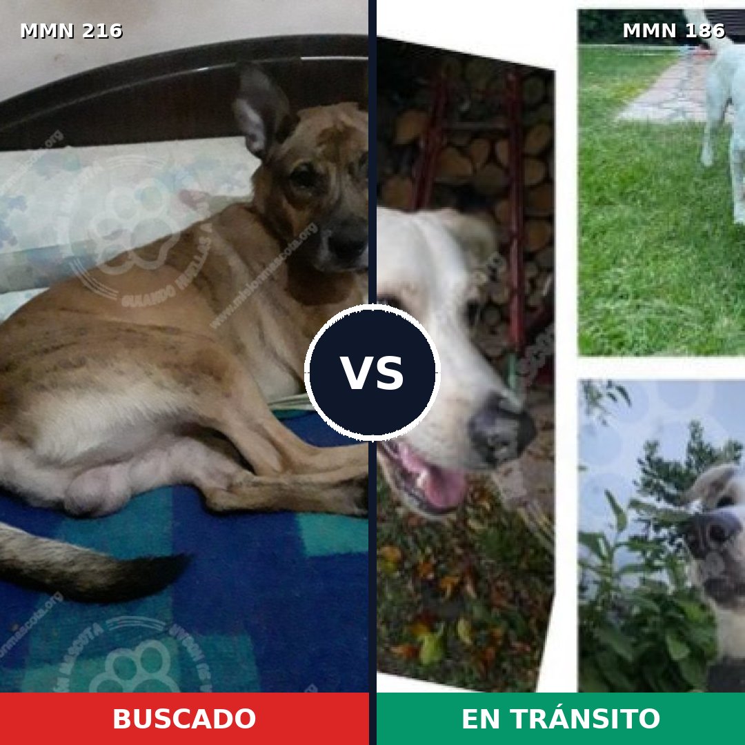 Comparativa MMS 5095: mascota perdida y mascota encontrada, 8% de similitud