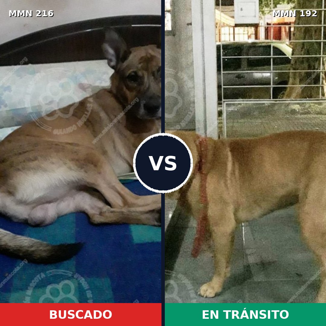Comparativa MMS 5096: mascota perdida y mascota encontrada, 8% de similitud
