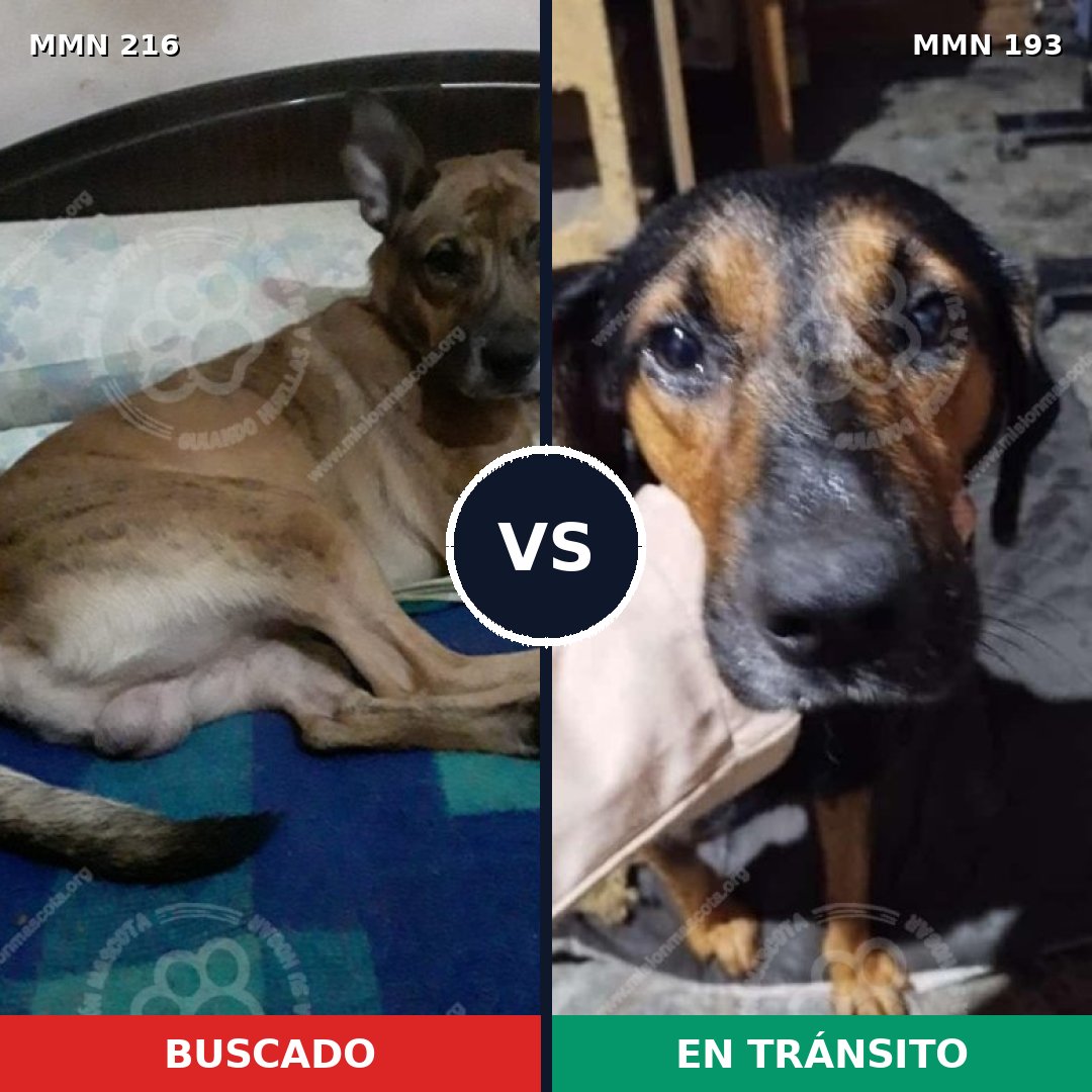 Comparativa MMS 5097: mascota perdida y mascota encontrada, 51% de similitud