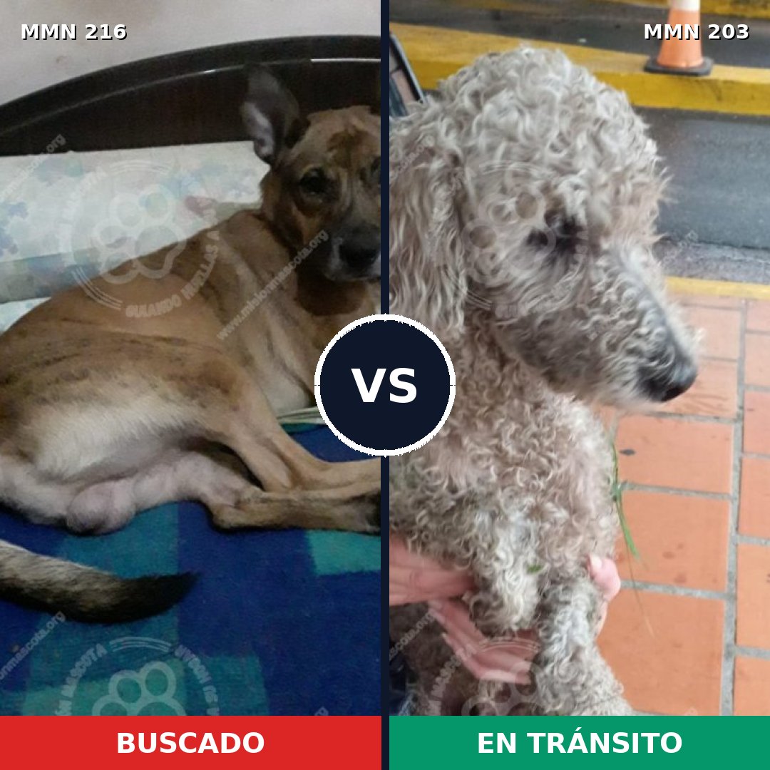 Comparativa MMS 5099: mascota perdida y mascota encontrada, 8% de similitud