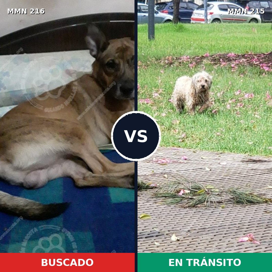 Comparativa MMS 5100: mascota perdida y mascota encontrada, 20% de similitud