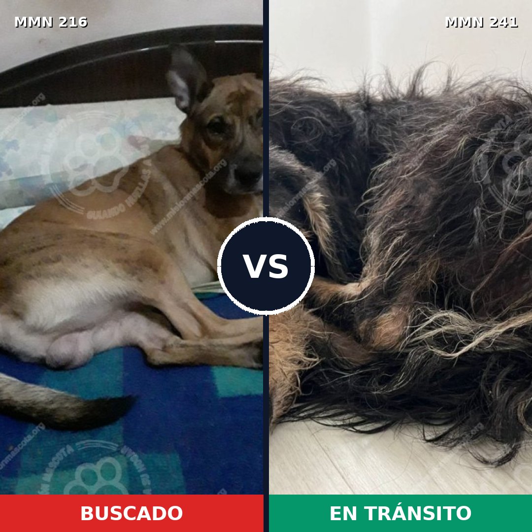 Comparativa MMS 5102: mascota perdida y mascota encontrada, 11% de similitud