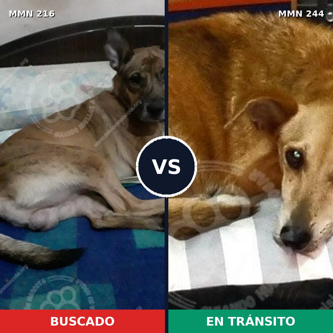 Comparativa MMS 5103: mascota perdida y mascota encontrada, 48% de similitud