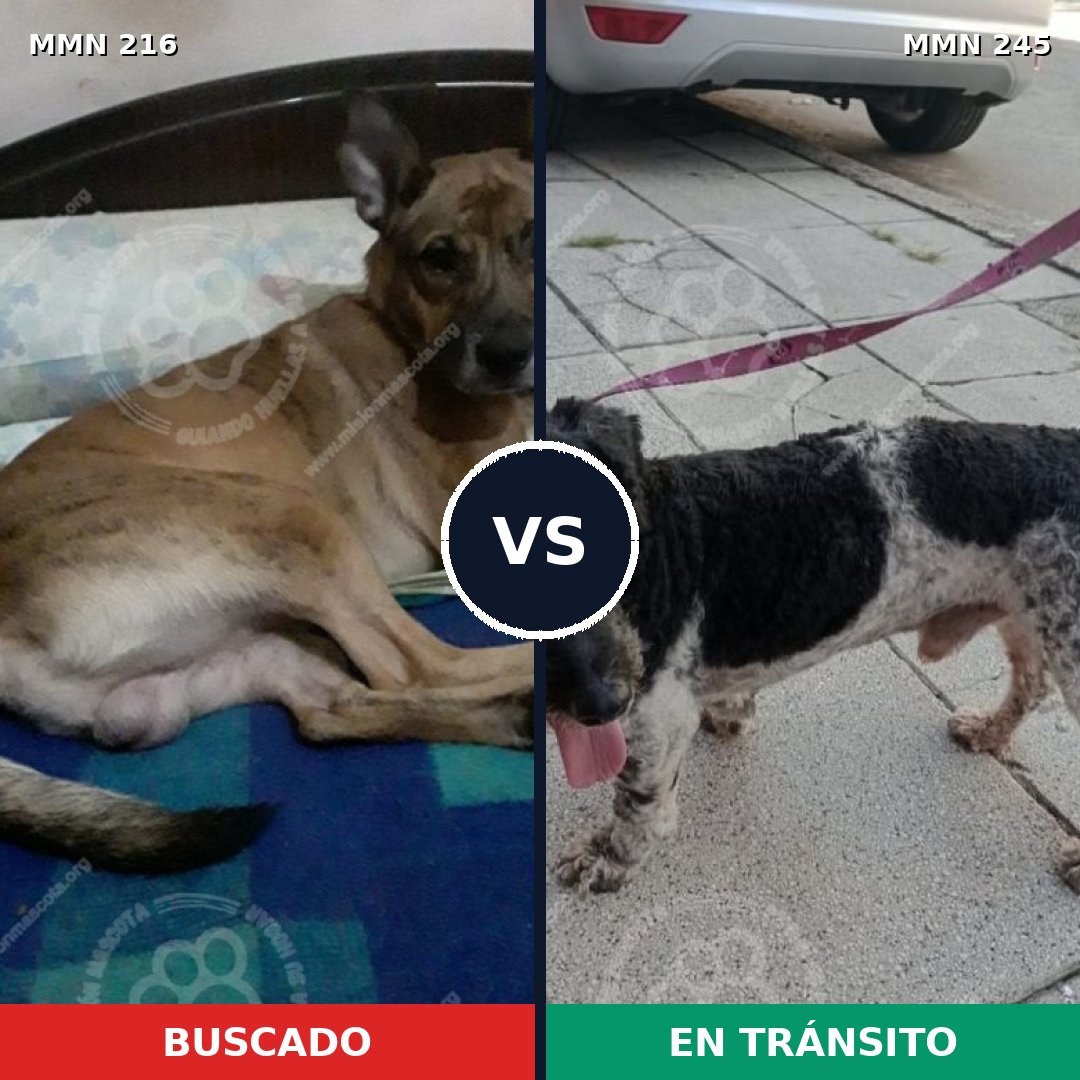 Comparativa MMS 5104: mascota perdida y mascota encontrada, 48% de similitud