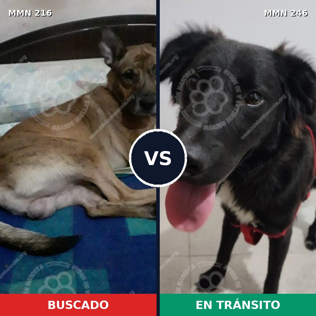 Comparativa MMS 5105: mascota perdida y mascota encontrada, 48% de similitud