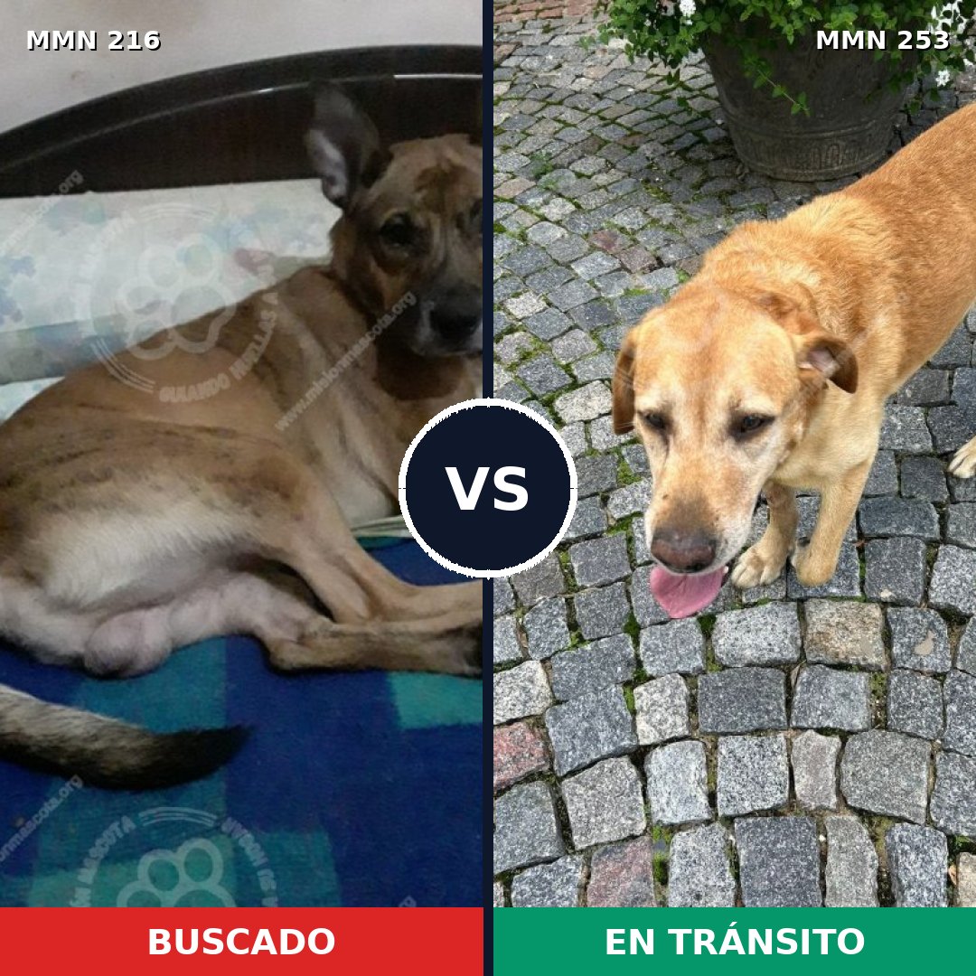 Comparativa MMS 5106: mascota perdida y mascota encontrada, 17% de similitud