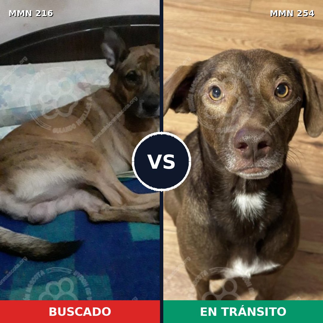 Comparativa MMS 5107: mascota perdida y mascota encontrada, 48% de similitud