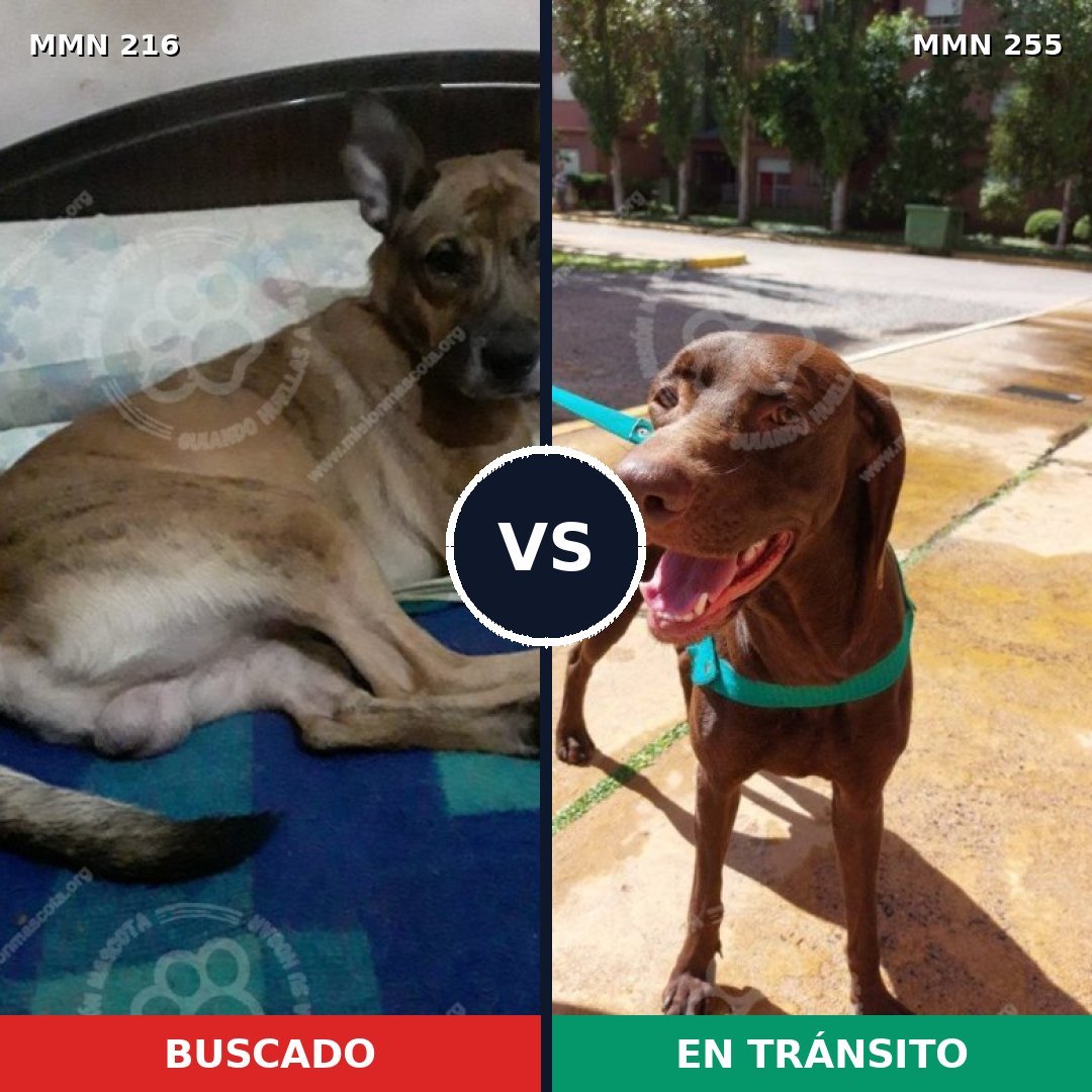 Comparativa MMS 5108: mascota perdida y mascota encontrada, 9% de similitud