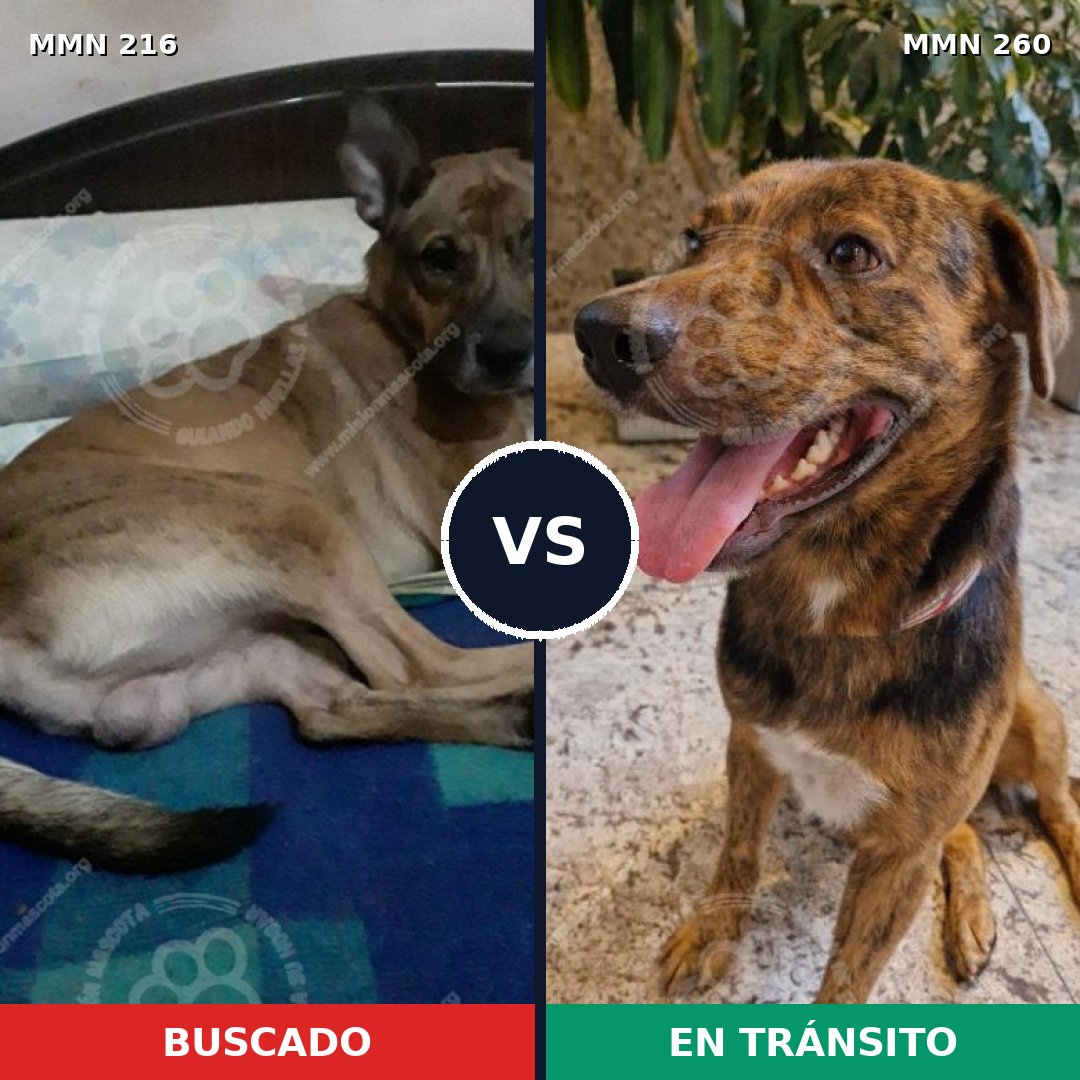 Comparativa MMS 5109: mascota perdida y mascota encontrada, 12% de similitud