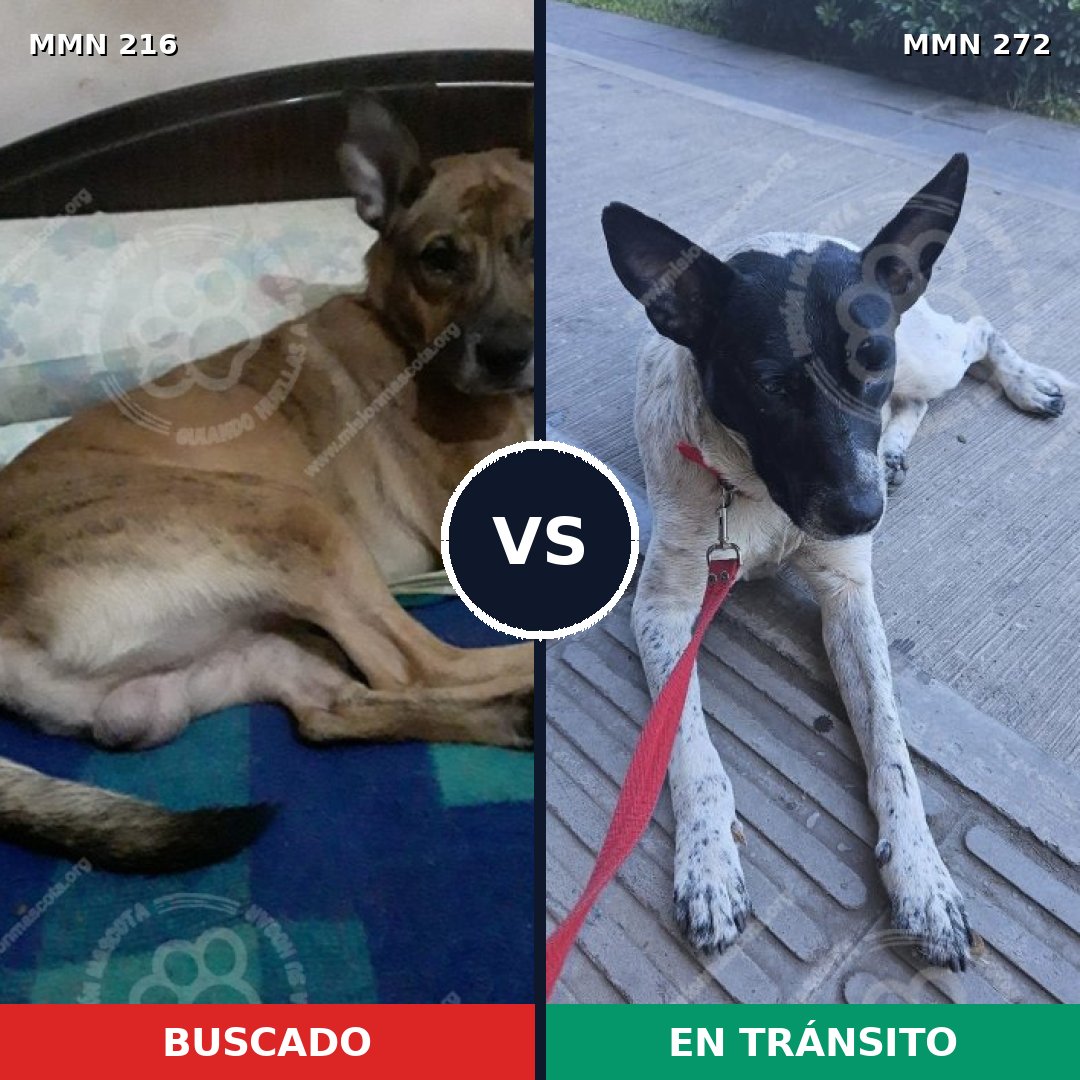 Comparativa MMS 5110: mascota perdida y mascota encontrada, 8% de similitud