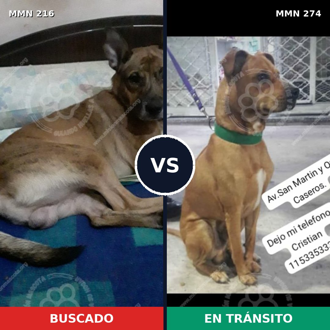 Comparativa MMS 5111: mascota perdida y mascota encontrada, 56% de similitud