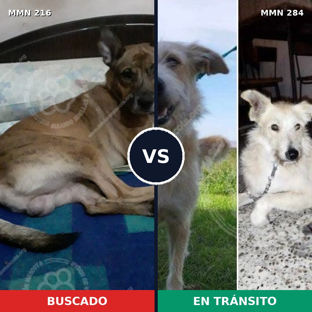 Comparativa MMS 5112: mascota perdida y mascota encontrada, 62% de similitud