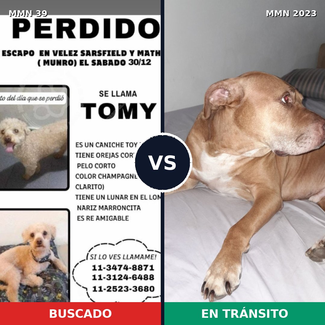 Comparativa MMS 51136: mascota perdida y mascota encontrada, 27% de similitud
