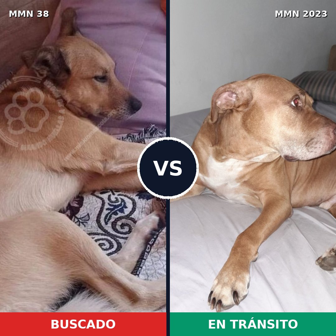 Comparativa MMS 51137: mascota perdida y mascota encontrada, 39% de similitud