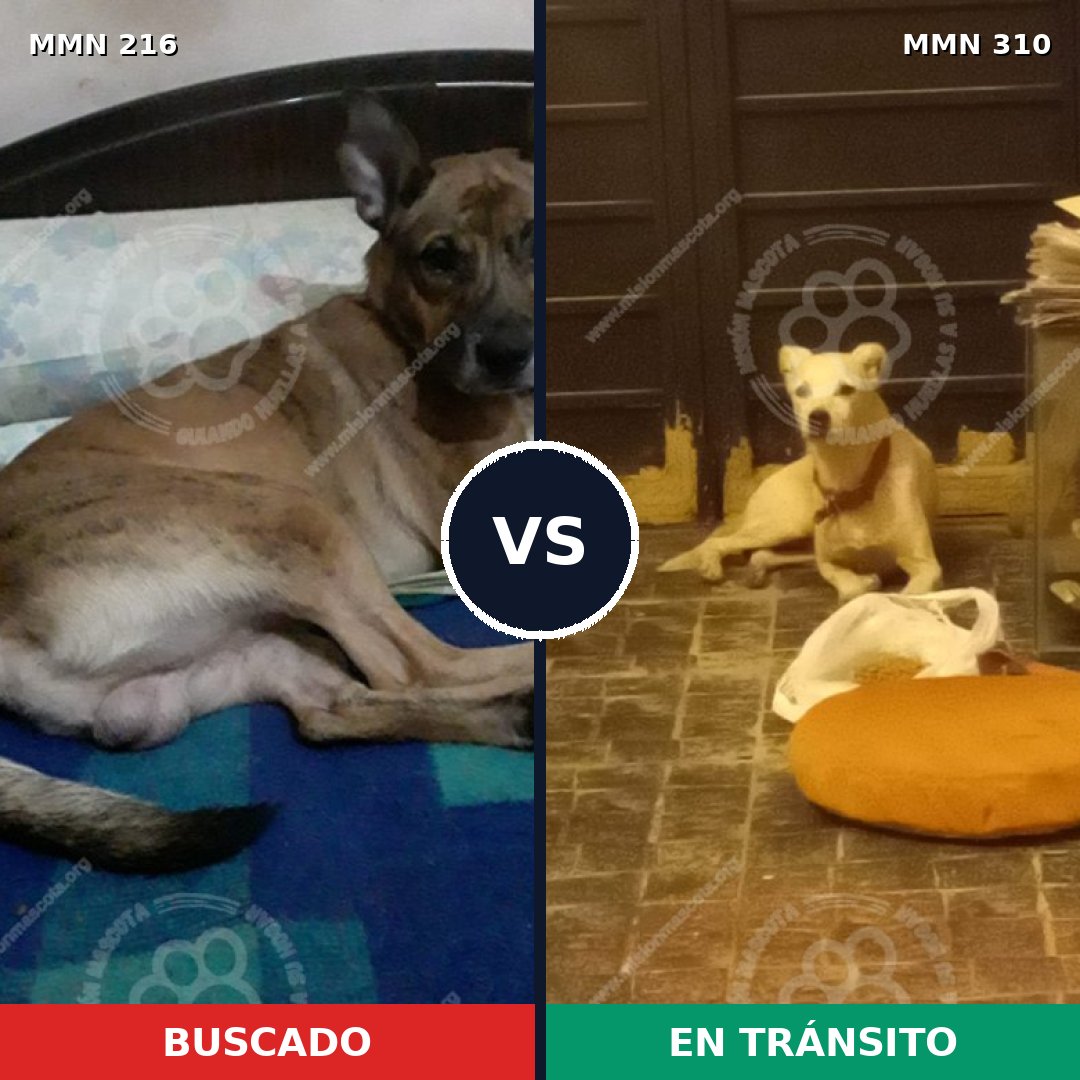 Comparativa MMS 5114: mascota perdida y mascota encontrada, 51% de similitud