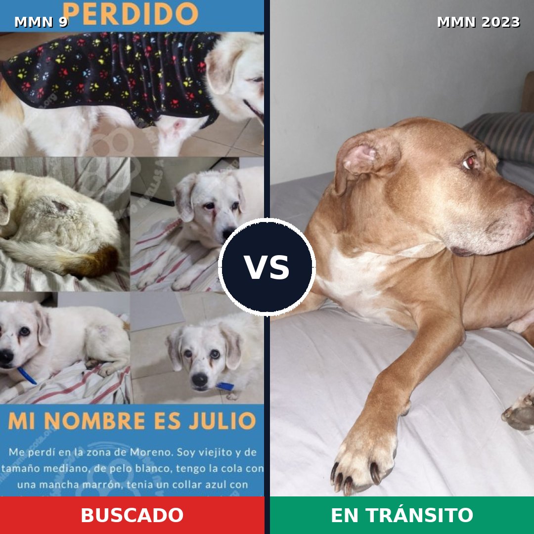 Comparativa MMS 51140: mascota perdida y mascota encontrada, 37% de similitud