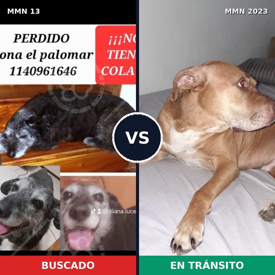 Comparativa MMS 51142: mascota perdida y mascota encontrada, 31% de similitud