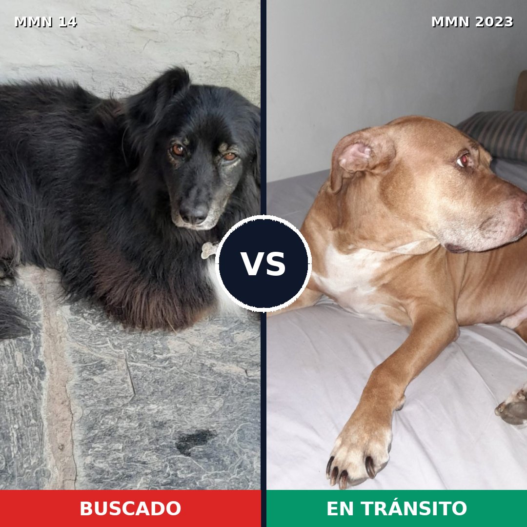 Comparativa MMS 51143: mascota perdida y mascota encontrada, 48% de similitud