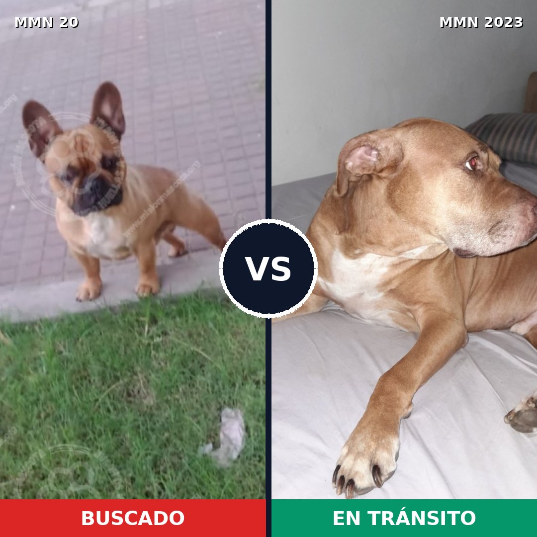 Comparativa MMS 51144: mascota perdida y mascota encontrada, 32% de similitud