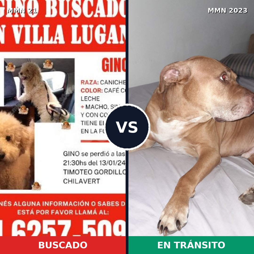 Comparativa MMS 51145: mascota perdida y mascota encontrada, 30% de similitud