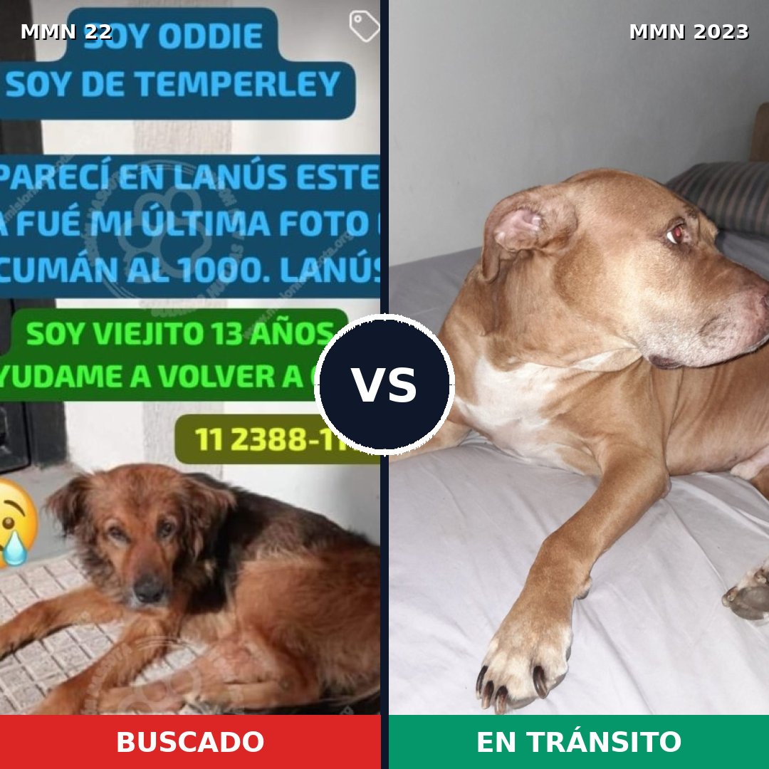 Comparativa MMS 51146: mascota perdida y mascota encontrada, 27% de similitud