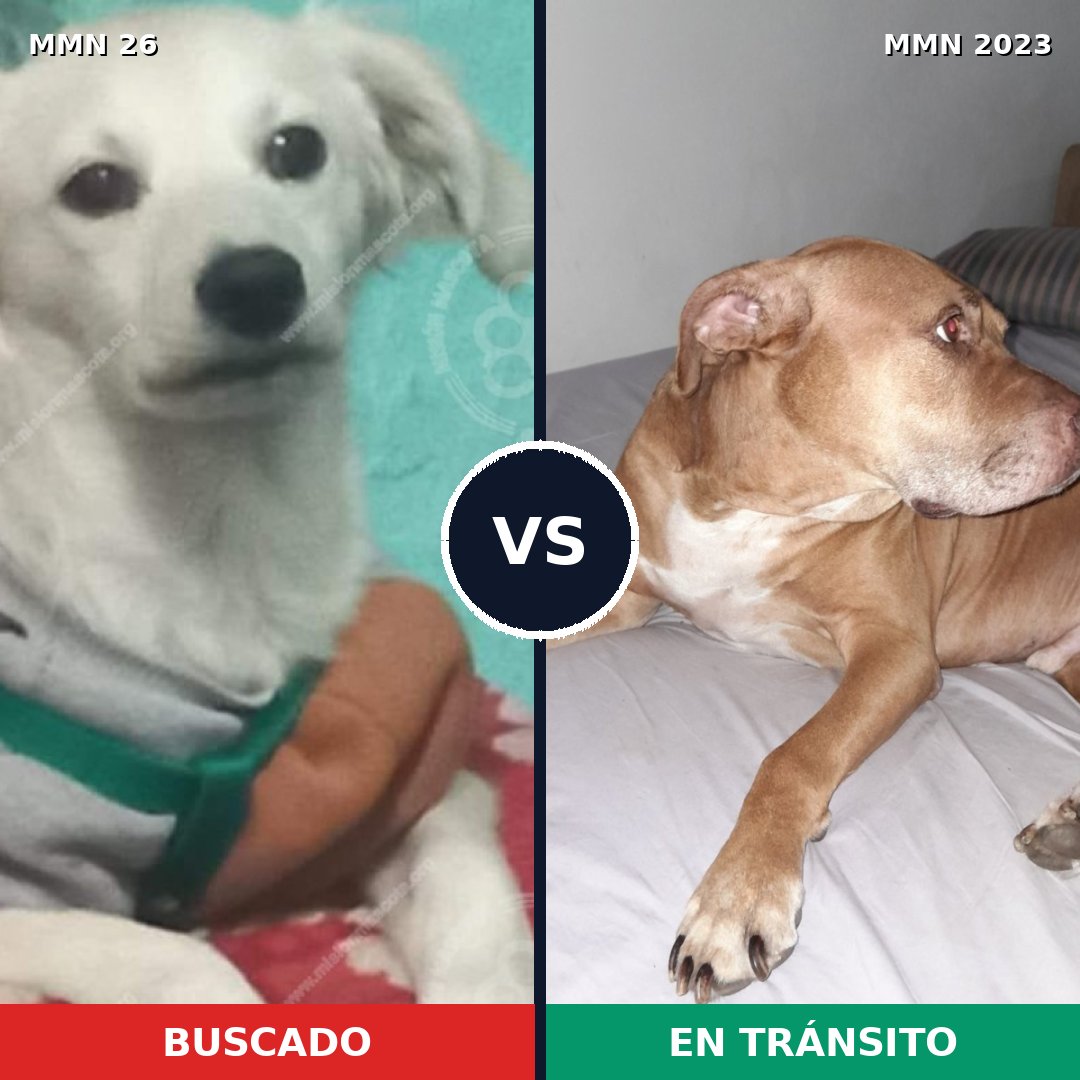 Comparativa MMS 51147: mascota perdida y mascota encontrada, 22% de similitud