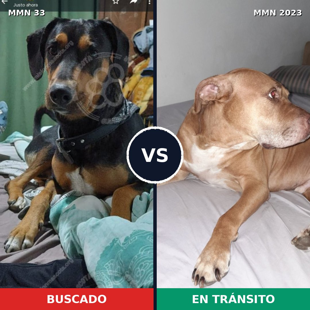 Comparativa MMS 51148: mascota perdida y mascota encontrada, 43% de similitud