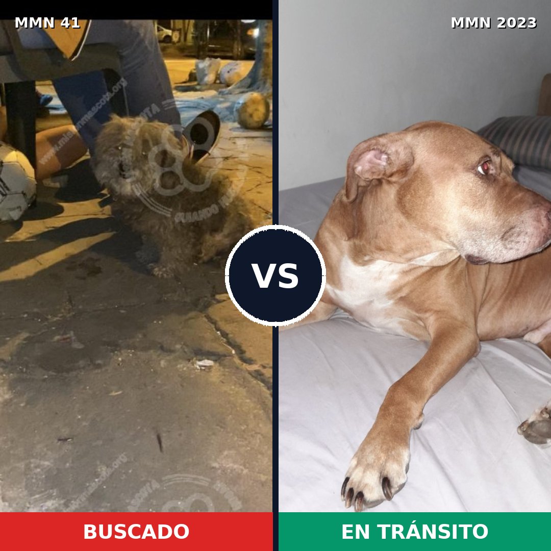 Comparativa MMS 51149: mascota perdida y mascota encontrada, 21% de similitud
