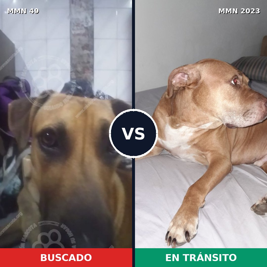 Comparativa MMS 51150: mascota perdida y mascota encontrada, 39% de similitud