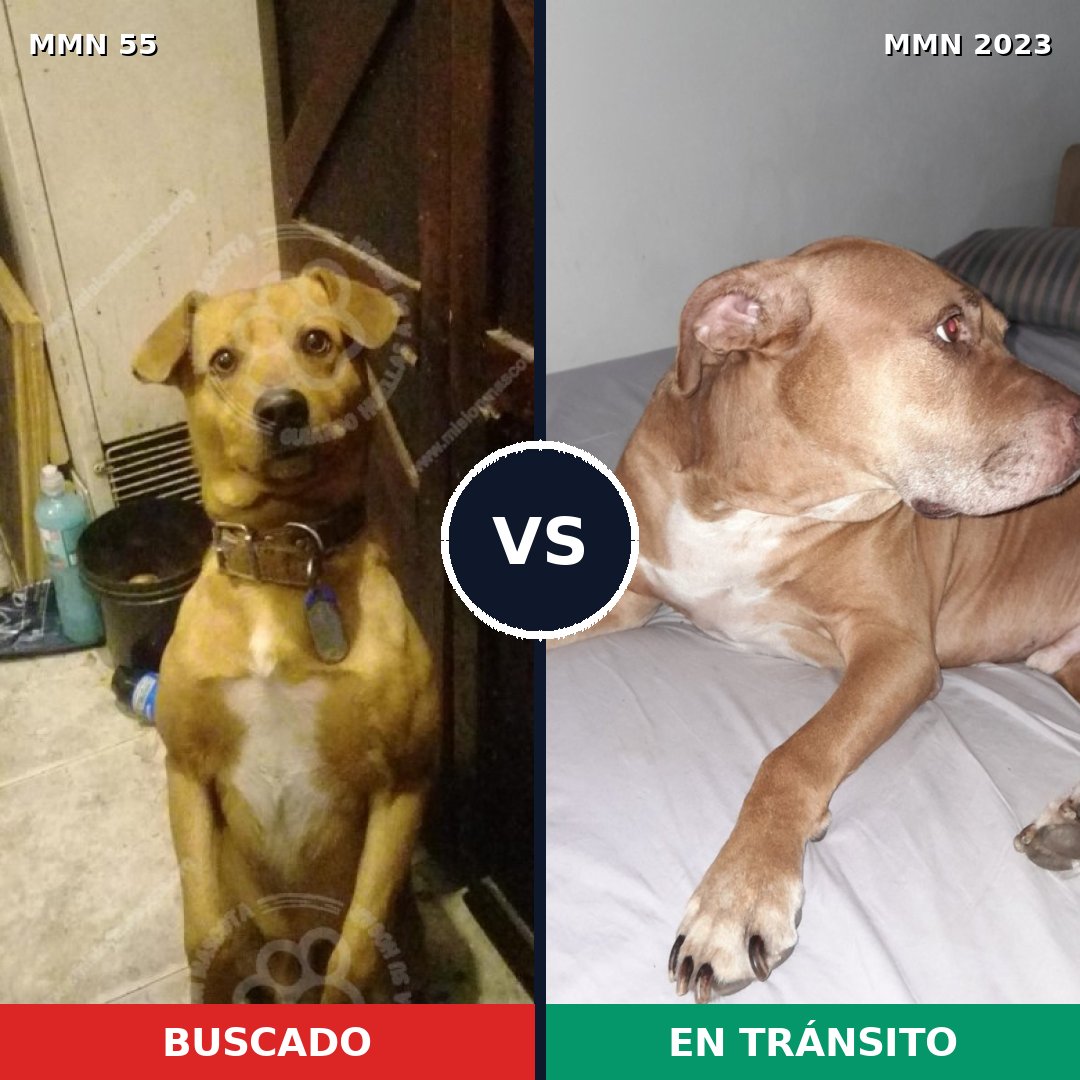 Comparativa MMS 51151: mascota perdida y mascota encontrada, 44% de similitud
