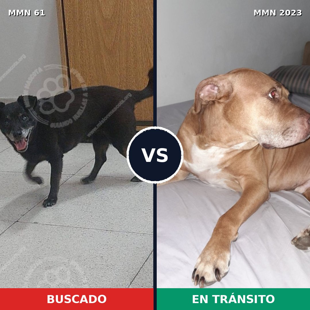 Comparativa MMS 51152: mascota perdida y mascota encontrada, 27% de similitud