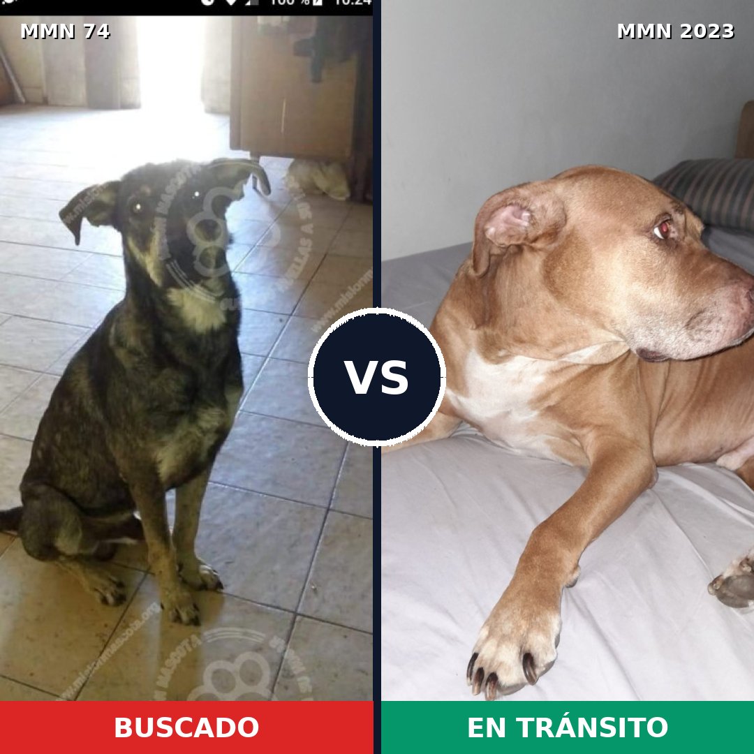 Comparativa MMS 51153: mascota perdida y mascota encontrada, 40% de similitud