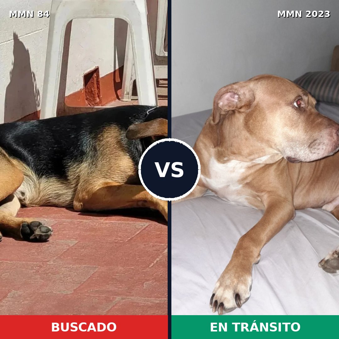 Comparativa MMS 51154: mascota perdida y mascota encontrada, 44% de similitud