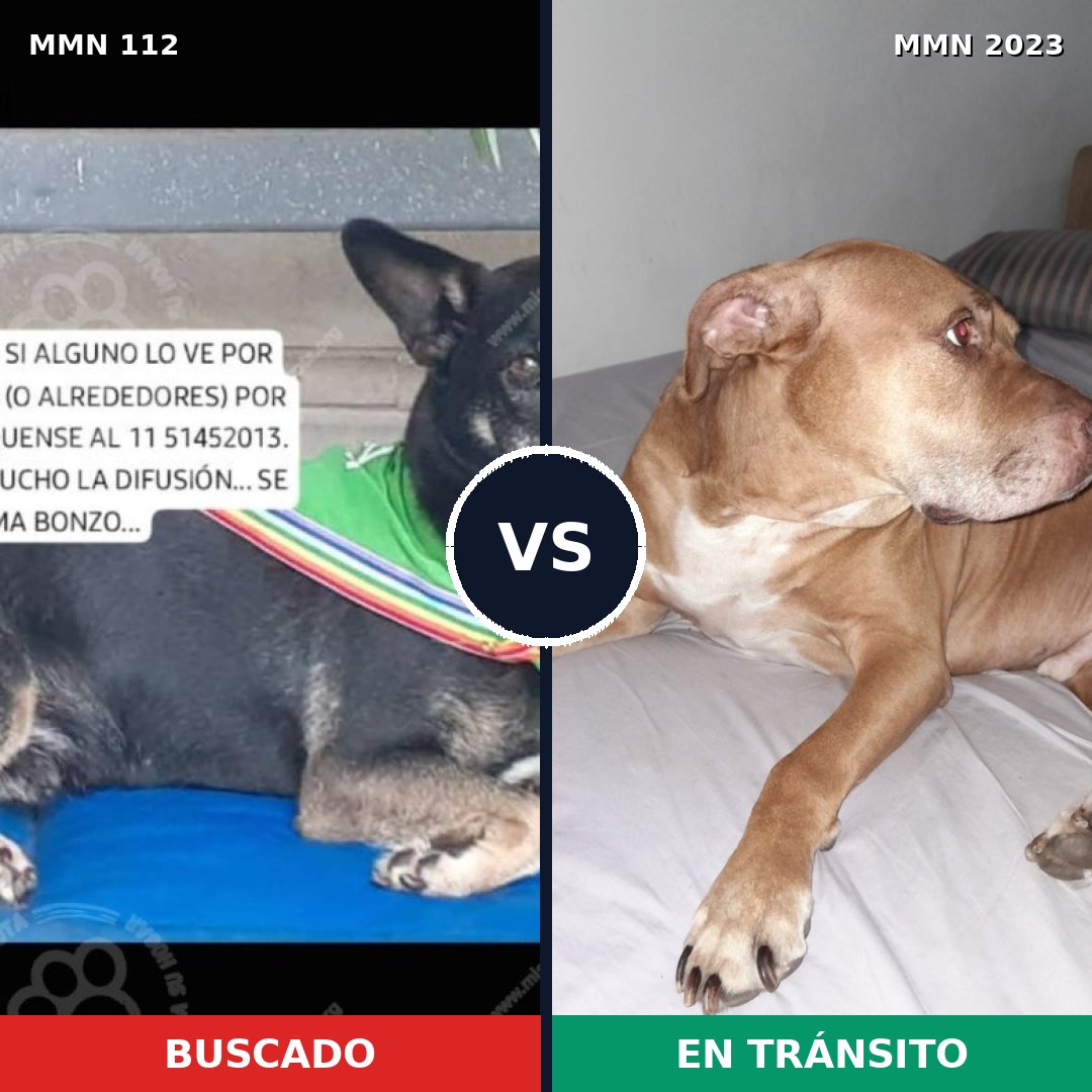 Comparativa MMS 51155: mascota perdida y mascota encontrada, 33% de similitud