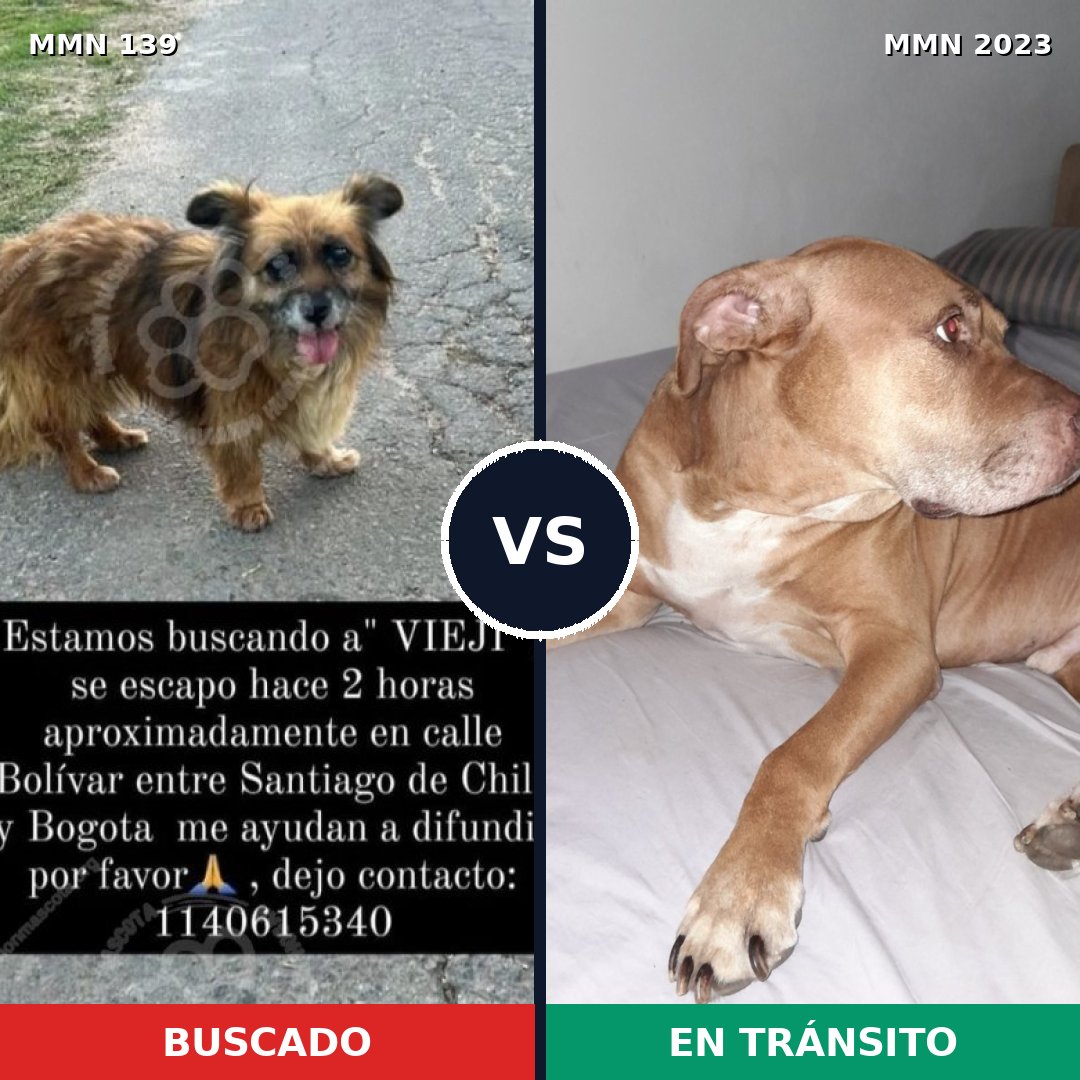 Comparativa MMS 51156: mascota perdida y mascota encontrada, 27% de similitud