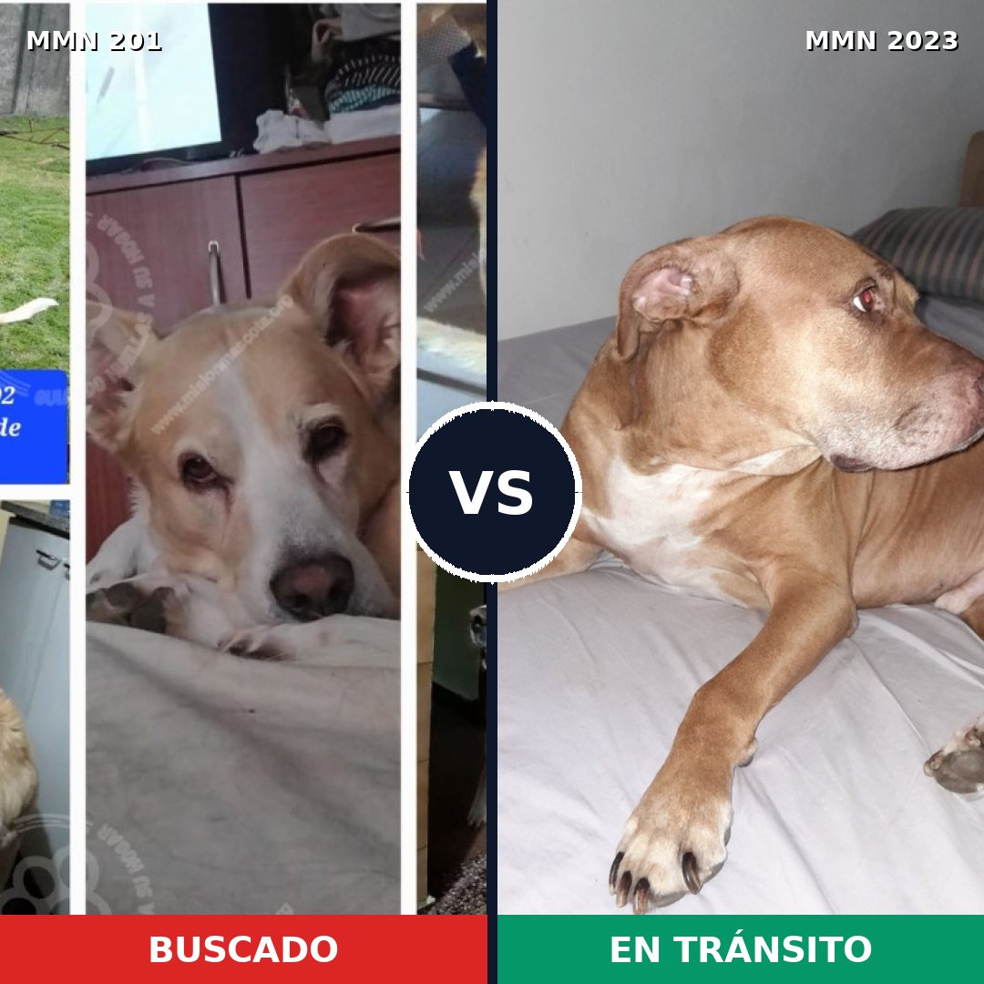 Comparativa MMS 51157: mascota perdida y mascota encontrada, 53% de similitud