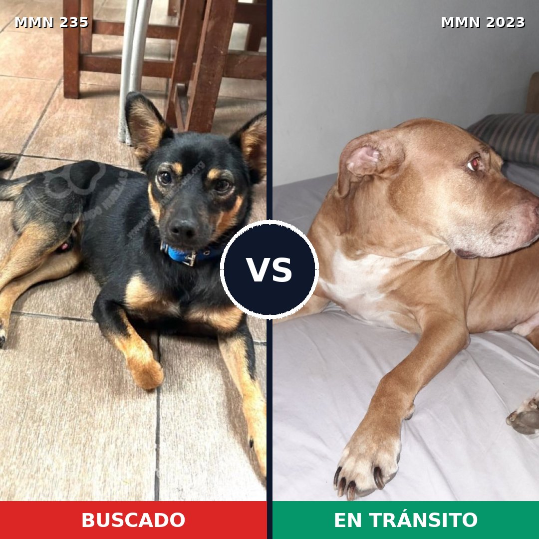 Comparativa MMS 51158: mascota perdida y mascota encontrada, 20% de similitud