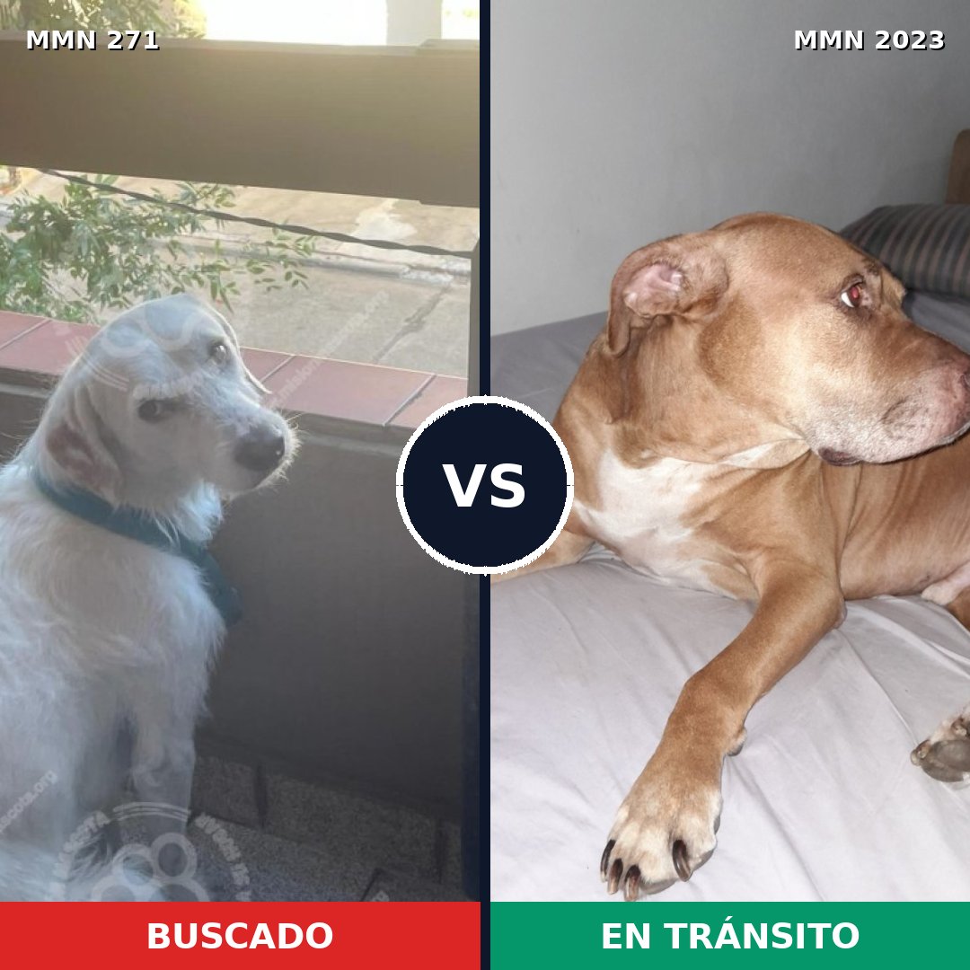 Comparativa MMS 51159: mascota perdida y mascota encontrada, 32% de similitud