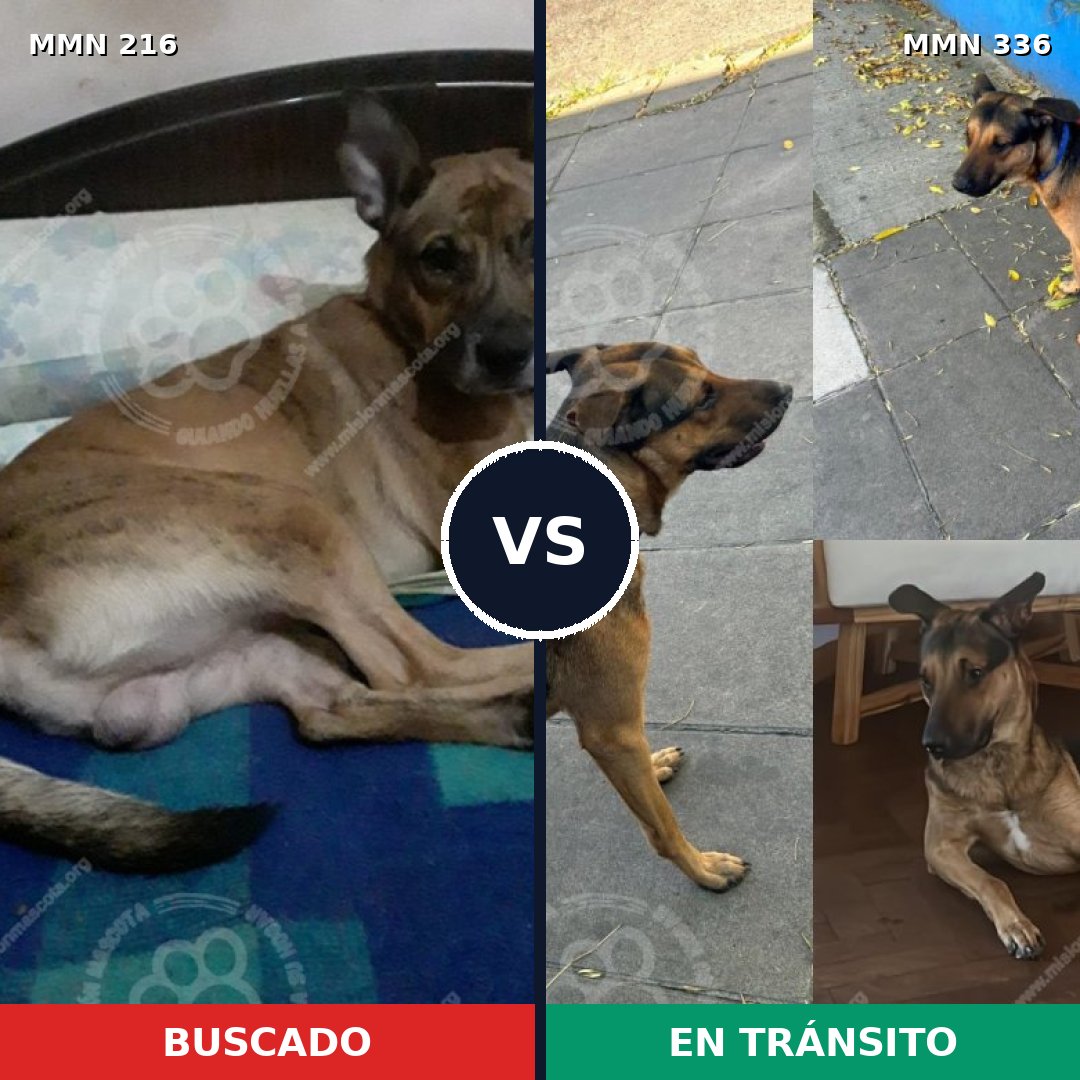 Comparativa MMS 5116: mascota perdida y mascota encontrada, 62% de similitud