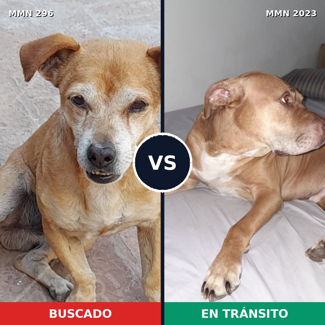 Comparativa MMS 51160: mascota perdida y mascota encontrada, 42% de similitud