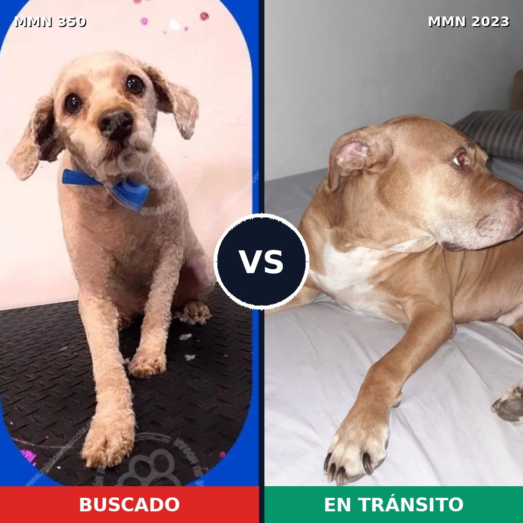 Comparativa MMS 51161: mascota perdida y mascota encontrada, 44% de similitud