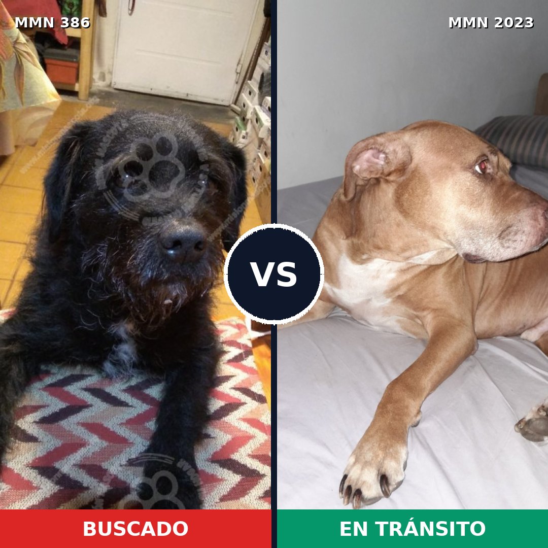 Comparativa MMS 51162: mascota perdida y mascota encontrada, 38% de similitud